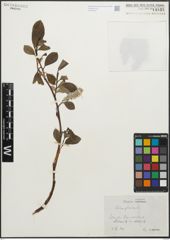Foto von Salix glauca L.
